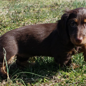 Dachshund Puppy Dana