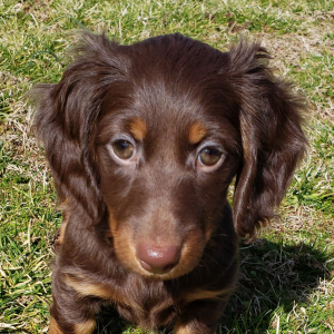 Dachshund Puppy Dana