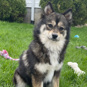Pomsky Puppy Unity
