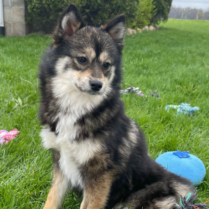 Pomsky Puppy Unity