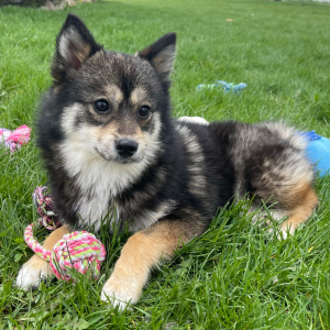Pomsky Puppy Unity