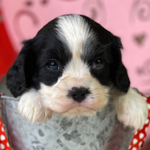 Cavalier King Charles Spaniel Puppy Keith