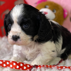 Cavalier King Charles Spaniel Puppy Keith