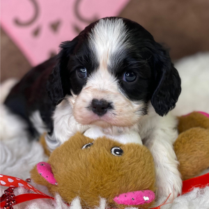 Cavalier King Charles Spaniel Puppy Keith