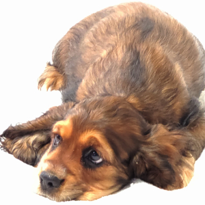 Cocker Spaniel Puppy Major