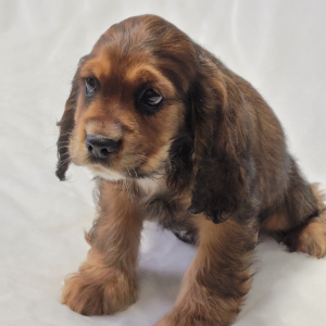 Cocker Spaniel Puppy Major