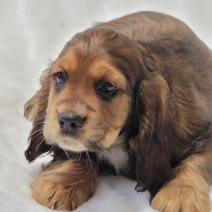 Cocker Spaniel Puppy Major