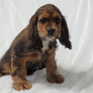 Cocker Spaniel Puppy Major