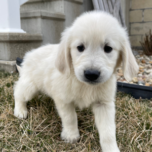 Golden Retriever Puppy Luis