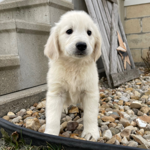 Golden Retriever Puppy Luis