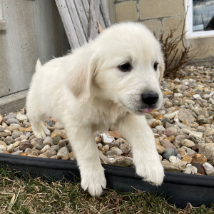 Golden Retriever Puppy Luis