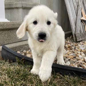 Golden Retriever Puppy Luis