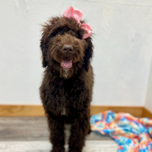 Poodle Puppy Cece