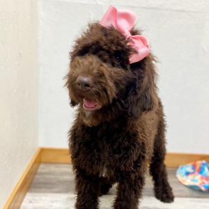 Poodle Puppy Cece