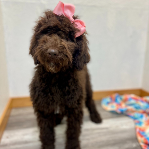 Poodle Puppy Cece