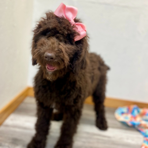 Poodle Puppy Cece