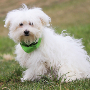 Maltese Puppy Noah