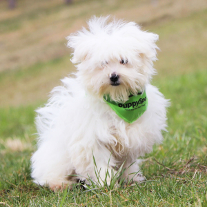 Maltese Puppy Noah