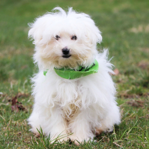 Maltese Puppy Noah