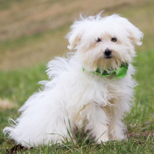 Maltese Puppy Noah