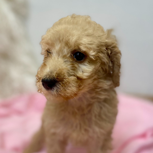 Poodle Puppy Effie