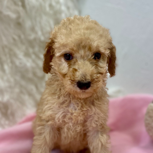 Poodle Puppy Effie