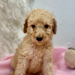 Poodle Puppy Effie