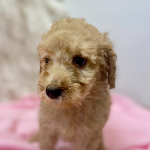 Poodle Puppy Effie