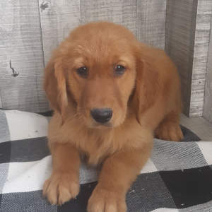 Golden Retriever Puppy Beckett