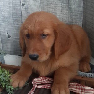 Golden Retriever Puppy Beckett