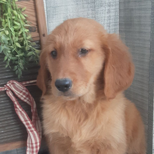 Golden Retriever Puppy Beckett
