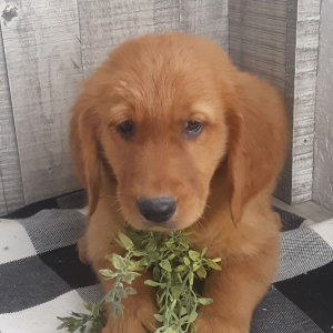 Golden Retriever Puppy Beckett