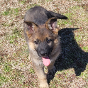 German Shepherd Dog Puppy Cami