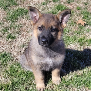 German Shepherd Dog Puppy Cami