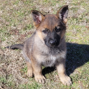 German Shepherd Dog Puppy Cami