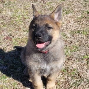 German Shepherd Dog Puppy Cami