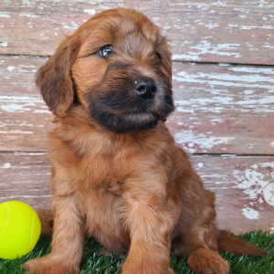 Whoodle Puppy Wrangler