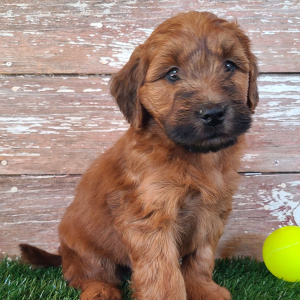 Whoodle Puppy Wrangler