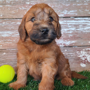 Whoodle Puppy Wrangler