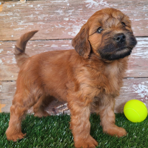 Whoodle Puppy Wrangler
