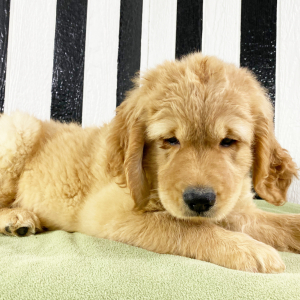 Goldendoodle Puppy Harry