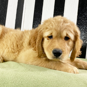 Goldendoodle Puppy Harry