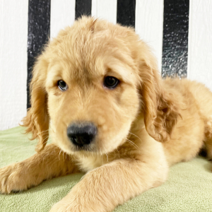 Goldendoodle Puppy Harry