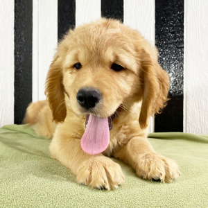 Goldendoodle Puppy Harry