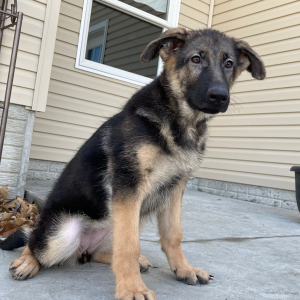 German Shepherd Dog Puppy Ataleah