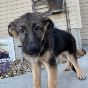German Shepherd Dog Puppy Ataleah