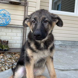 German Shepherd Dog Puppy Ataleah