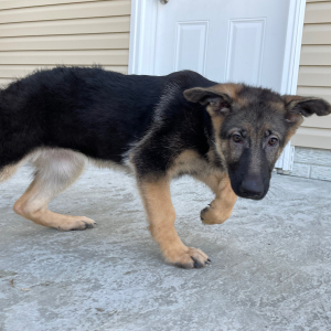 German Shepherd Dog Puppy Ataleah