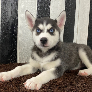 Siberian Husky Puppy Belle