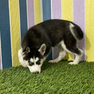 Siberian Husky Puppy Belle
